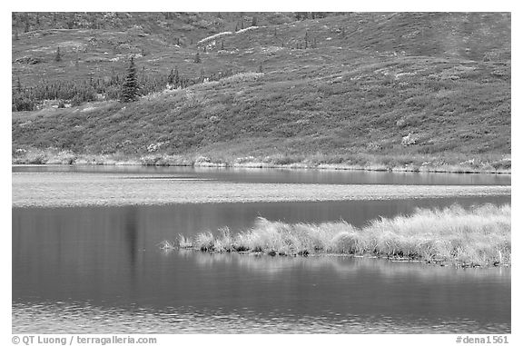 Tundra and Wonder Lake. Denali National Park (black and white)