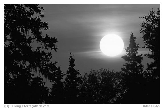 Spruce trees at Sunrise. Denali National Park (black and white)