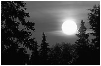 Spruce trees at Sunrise. Denali National Park, Alaska, USA. (black and white)