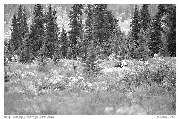 Bull Moose in boreal forest. Denali National Park, Alaska, USA.