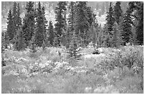 Bull Moose in boreal forest. Denali National Park, Alaska, USA. (black and white)