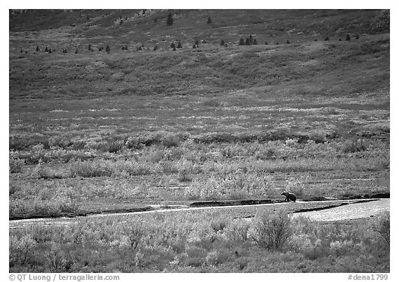 Grizzly bear on distant river bar in tundra. Denali National Park, Alaska, USA.