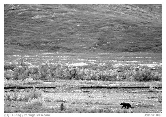Grizzly bear on river bar. Denali National Park, Alaska, USA.