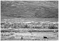 Grizzly bear on river bar. Denali National Park, Alaska, USA. (black and white)