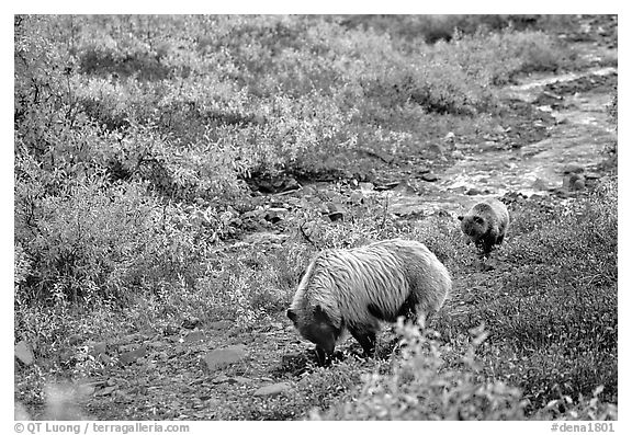 Grizzly bear and cub digging for food. Denali National Park, Alaska, USA.