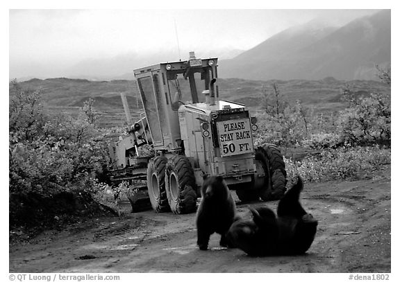 Two Grizzly bears playing. Denali National Park (black and white)