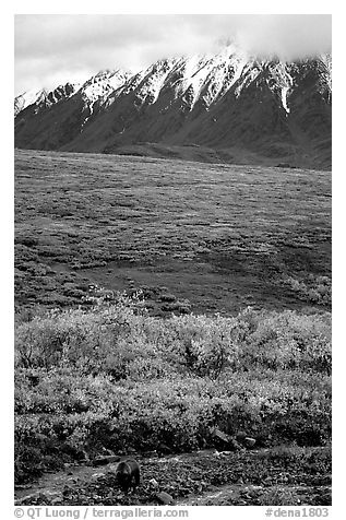 Grizzly bear and Alaska range. Denali National Park (black and white)