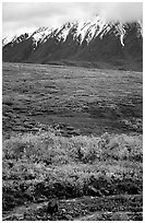 Grizzly bear and Alaska range. Denali National Park ( black and white)