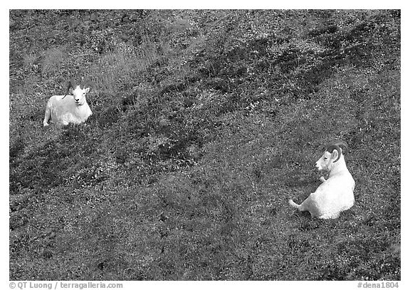 Two Dall sheep. Denali National Park (black and white)