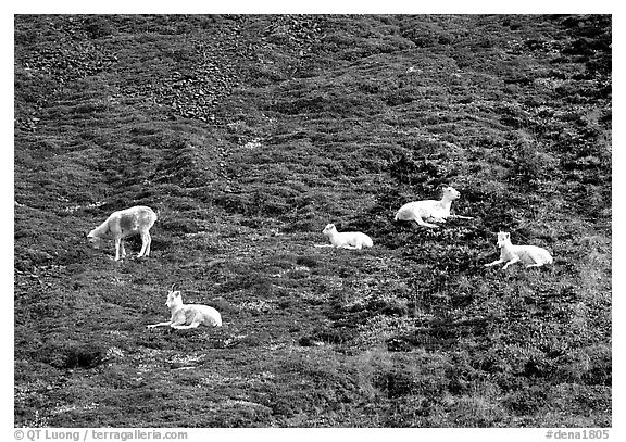 Group of Dall sheep. Denali National Park (black and white)