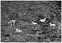 Group of Dall sheep. Denali National Park ( black and white)