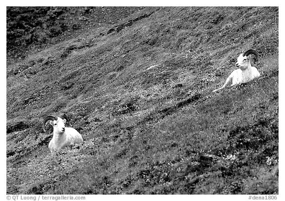 Two Dall sheep on hillside. Denali National Park, Alaska, USA.