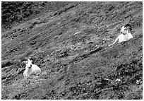 Two Dall sheep on hillside. Denali National Park, Alaska, USA. (black and white)