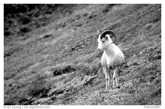 Dall sheep standing on hillside. Denali National Park, Alaska, USA.