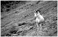 Dall sheep standing on hillside. Denali National Park, Alaska, USA. (black and white)