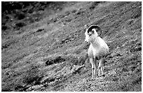 Dall sheep standing on hillside. Denali National Park ( black and white)