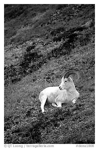 Dall sheep laying on hillside. Denali National Park, Alaska, USA.