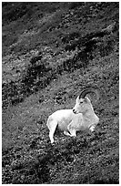 Dall sheep laying on hillside. Denali National Park, Alaska, USA. (black and white)