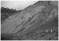 Dall sheep near Sable Pass. Denali National Park, Alaska, USA. (black and white)