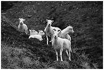 Group of Dall sheep. Denali National Park, Alaska, USA. (black and white)
