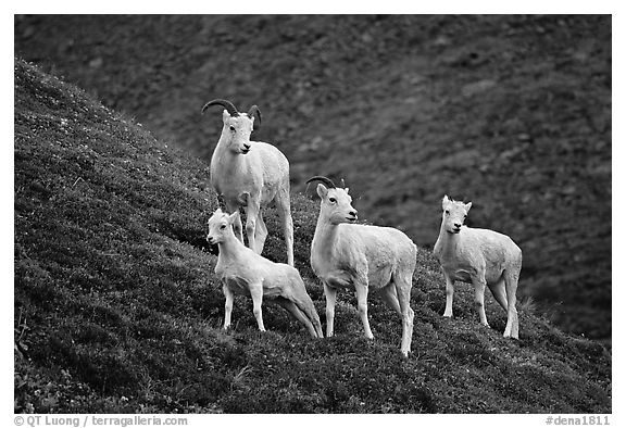 Group of Dall sheep. Denali National Park, Alaska, USA.