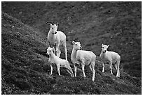 Group of Dall sheep. Denali National Park, Alaska, USA. (black and white)