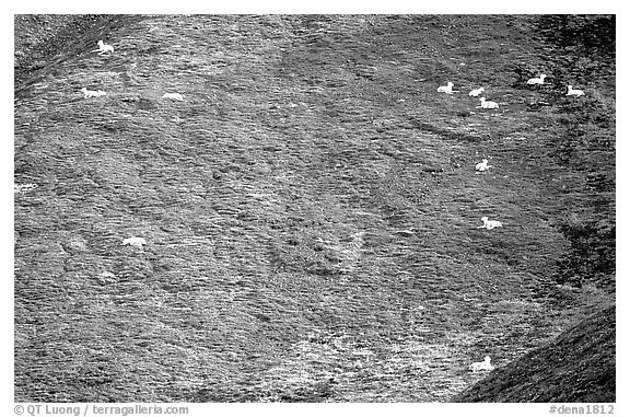 Distant view of Dall sheep on hillside. Denali National Park (black and white)