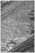 Hillside with many distant  Dall sheep. Denali National Park, Alaska, USA. (black and white)