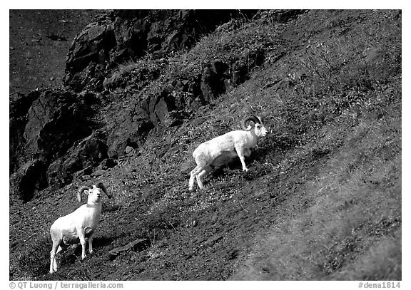 Two Dall sheep climbing on hillside. Denali National Park, Alaska, USA.