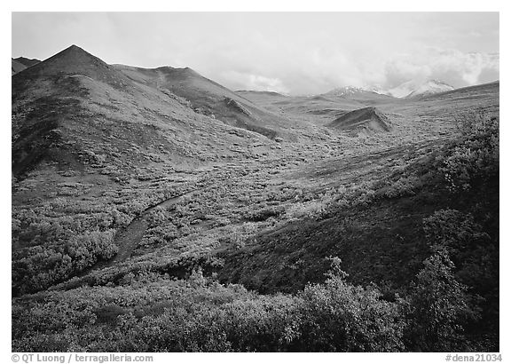 Gentle valley and river with low vegetation. Denali National Park (black and white)