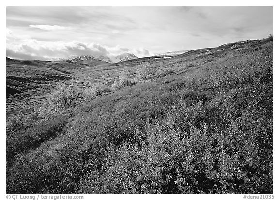 Red bushes on hillside, and cloud-capped mountains. Denali National Park, Alaska, USA.