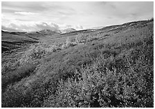 Red bushes on hillside, and cloud-capped mountains. Denali  National Park ( black and white)