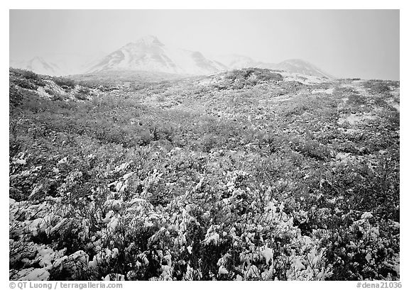 Fresh dusting of snow, mountains in fog. Denali National Park (black and white)