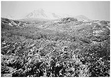 Fresh dusting of snow, mountains in fog. Denali National Park ( black and white)