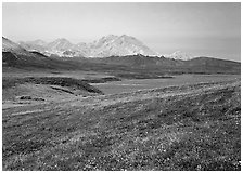 Tundra and Mt Mc Kinley from Eielson. Denali National Park, Alaska, USA. (black and white)