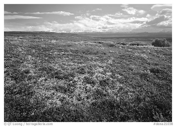 Tundra with Low lying leaves in bright red autumn colors. Denali  National Park (black and white)