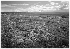 Tundra with Low lying leaves in bright red autumn colors. Denali National Park ( black and white)