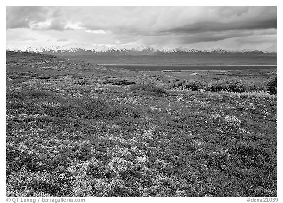 Red tundra flat and Alaska Range in the distance. Denali National Park (black and white)