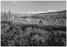 Tundra in autumn colors and snowy mountains of Alaska Range. Denali  National Park ( black and white)