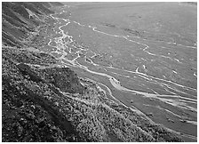 Aspen trees bordering immense sand bar valley with braids of the McKinley River. Denali National Park ( black and white)