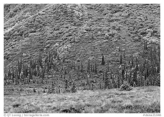 Tundra and conifers on hillside with autumn colors. Denali National Park (black and white)