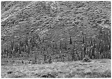 Tundra and conifers on hillside with autumn colors. Denali National Park, Alaska, USA. (black and white)