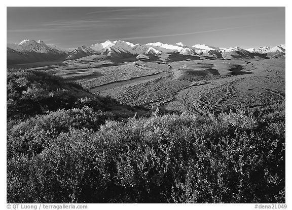 Alaska Range, braided rivers, and shrubs from Polychrome Pass, morning. Denali National Park (black and white)