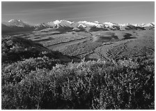 Alaska Range, braided rivers, and shrubs from Polychrome Pass, morning. Denali National Park ( black and white)