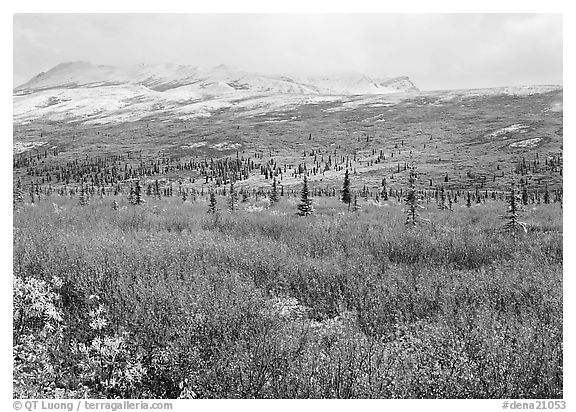 Berry plants in autumn color with early snow on mountains. Denali National Park (black and white)