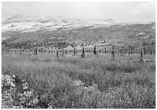 Berry plants in autumn color with early snow on mountains. Denali National Park, Alaska, USA. (black and white)