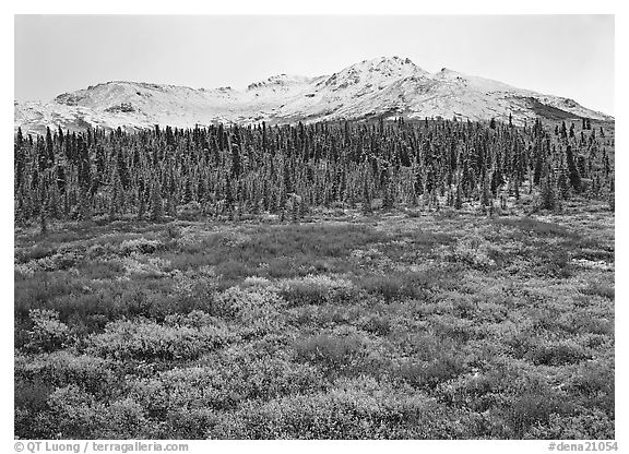 Tundra, spruce trees, and mountains with fresh snow in fall. Denali  National Park (black and white)