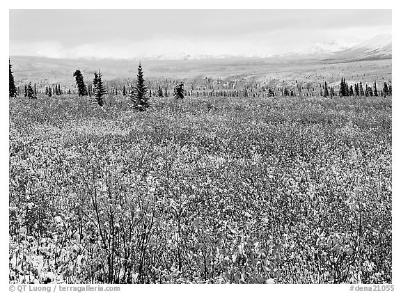 Fresh snow on tundra and berry leaves. Denali National Park (black and white)