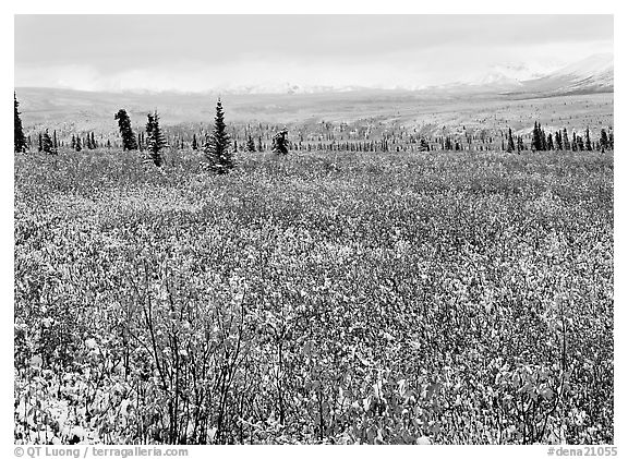 Fresh snow on tundra and berry leaves. Denali National Park, Alaska, USA.