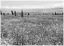 Fresh snow on tundra and berry leaves. Denali National Park ( black and white)